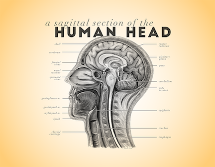 Sagittal head