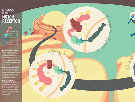 Immunology